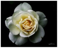 /album/fenykepgaleria/the-rose-jpg/